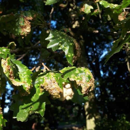 Dryomyia circinans