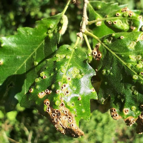 Dryomyia circinans