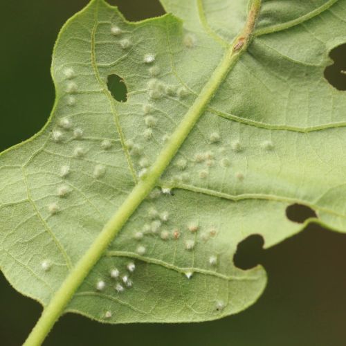 Dryomyia circinans