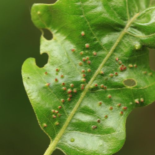 Dryomyia circinans