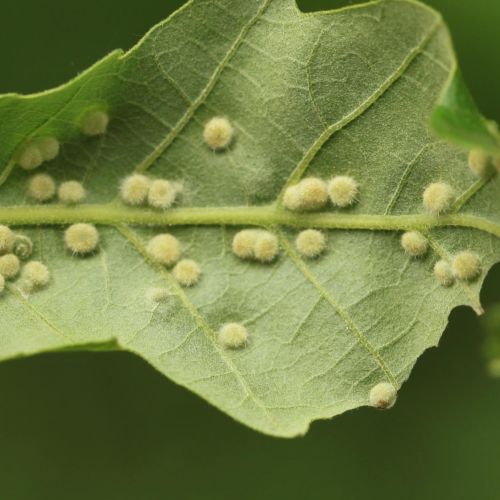 Dryomyia circinans