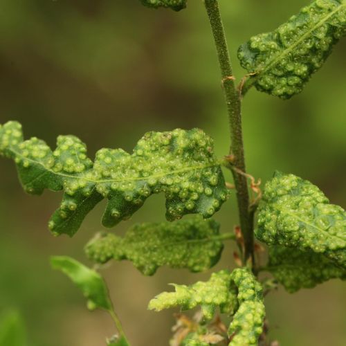 Dryomyia circinans