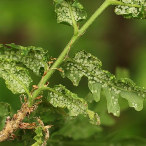 Dryomyia circinans