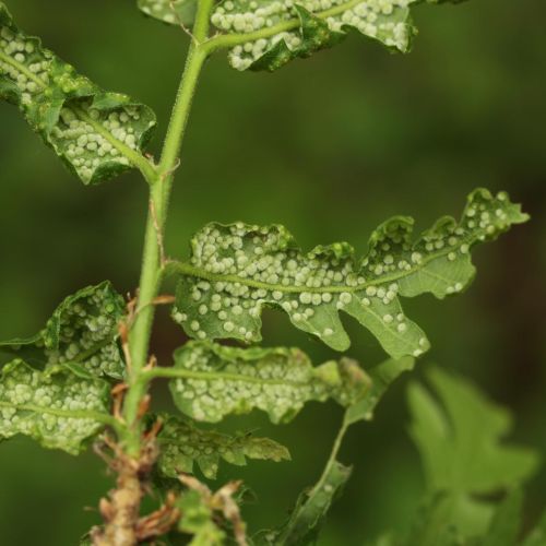 Dryomyia circinans