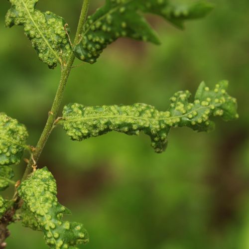 Dryomyia circinans