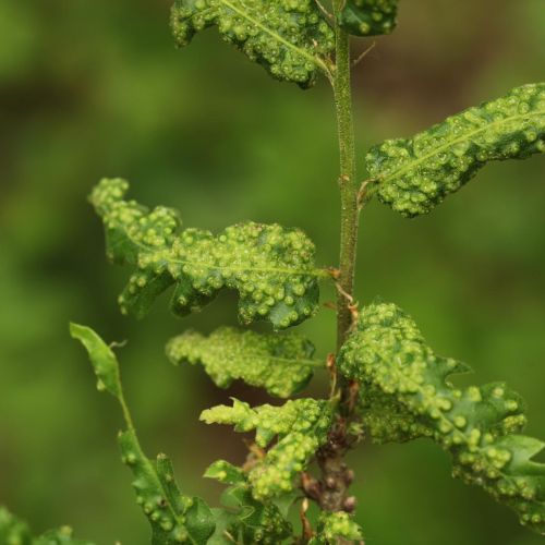 Dryomyia circinans