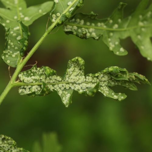 Dryomyia circinans