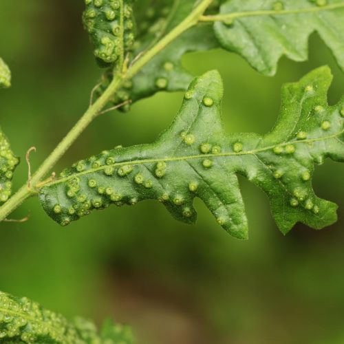 Dryomyia circinans