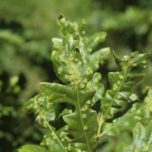 Dryomyia circinans