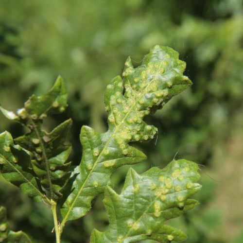 Dryomyia circinans