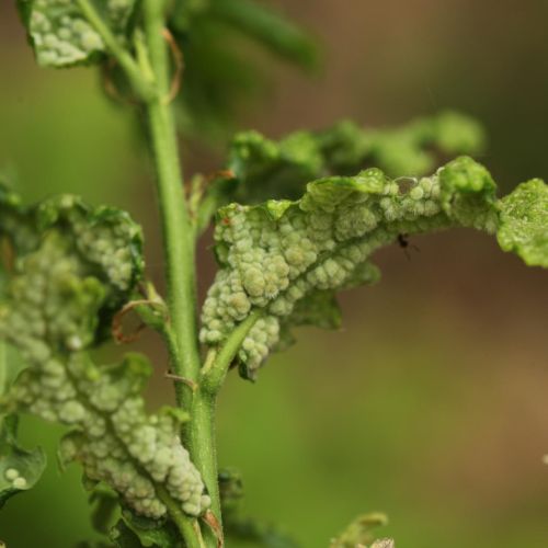 Dryomyia circinans