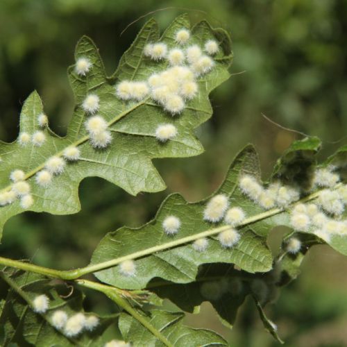 Dryomyia circinans