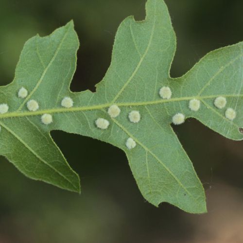 Dryomyia circinans