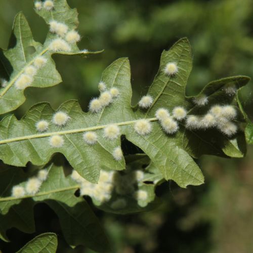 Dryomyia circinans