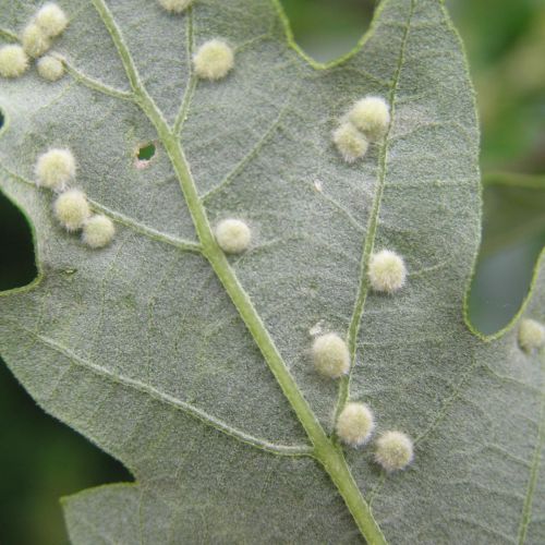 Dryomyia circinans