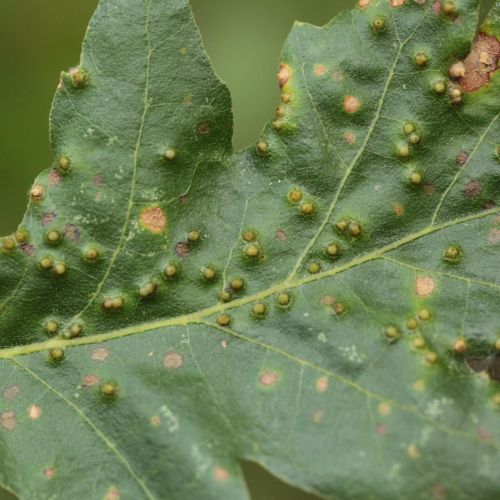 Dryomyia circinans