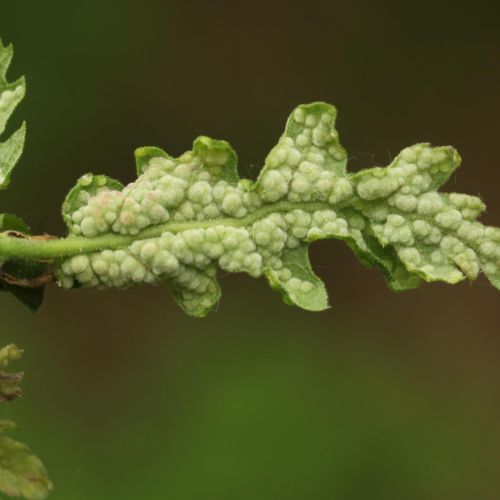 Dryomyia circinans