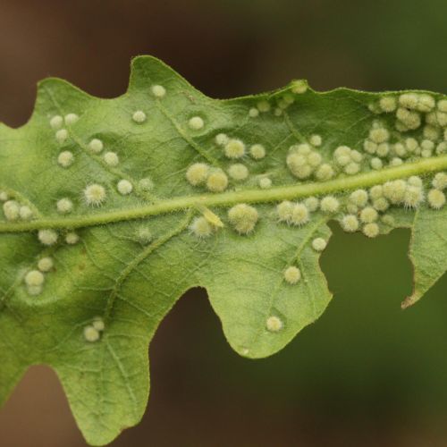 Dryomyia circinans