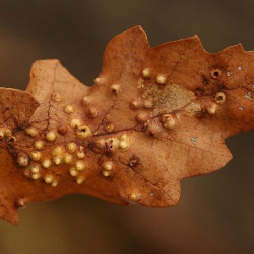 Dryomyia circinans