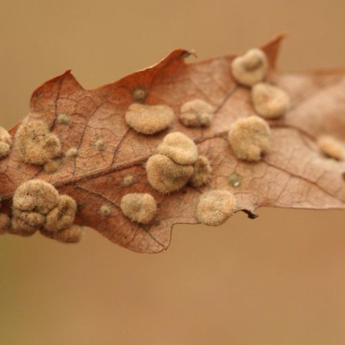 Dryomyia circinans