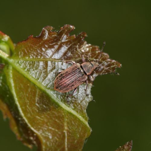 Phyllobius, Polydrusus