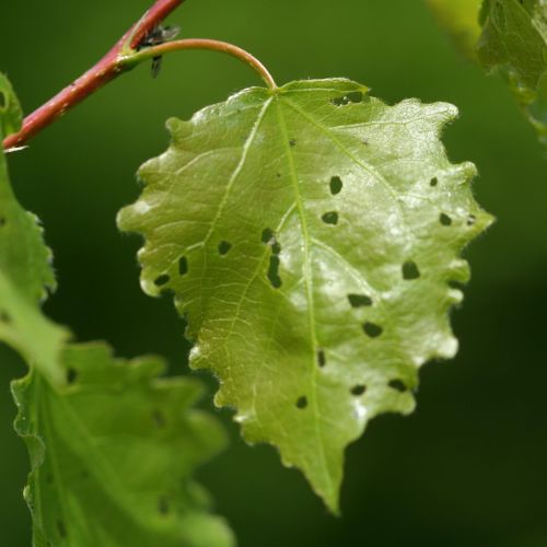 Phyllobius, Polydrusus