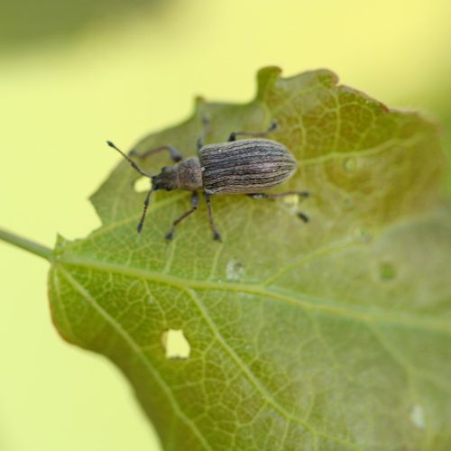 Phyllobius, Polydrusus