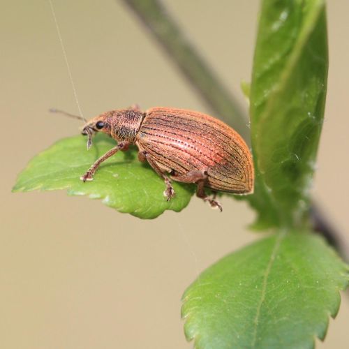 Phyllobius, Polydrusus