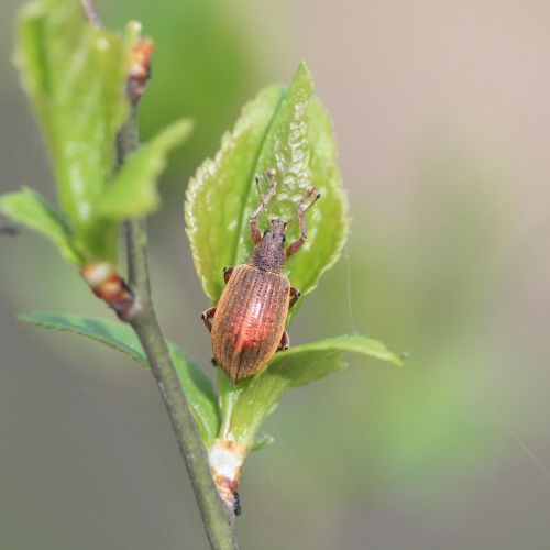 Phyllobius, Polydrusus