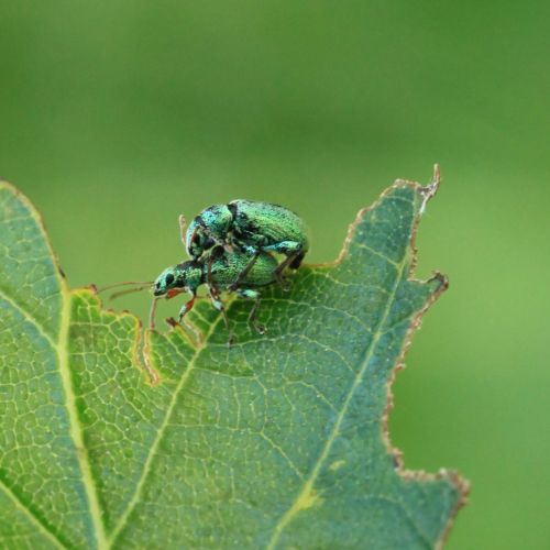 Phyllobius, Polydrusus