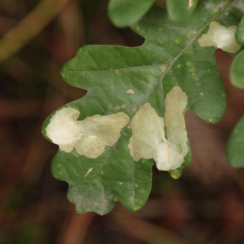 Tischeria ekebladella