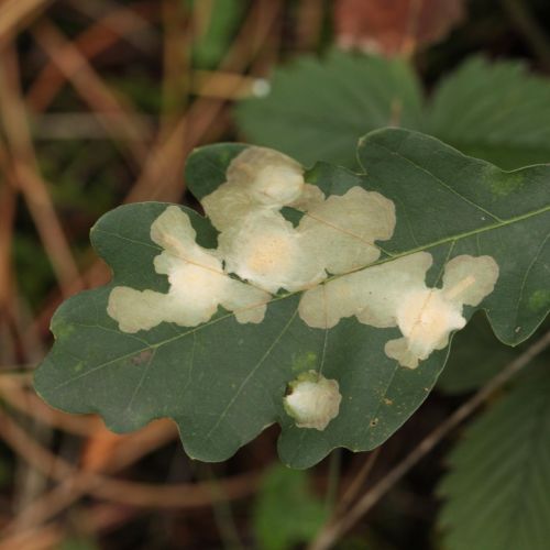 Tischeria ekebladella