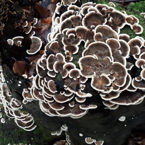 Trametes versicolor