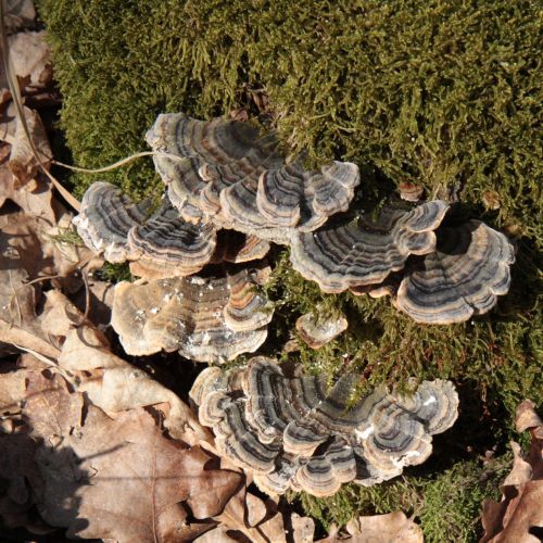 Trametes versicolor