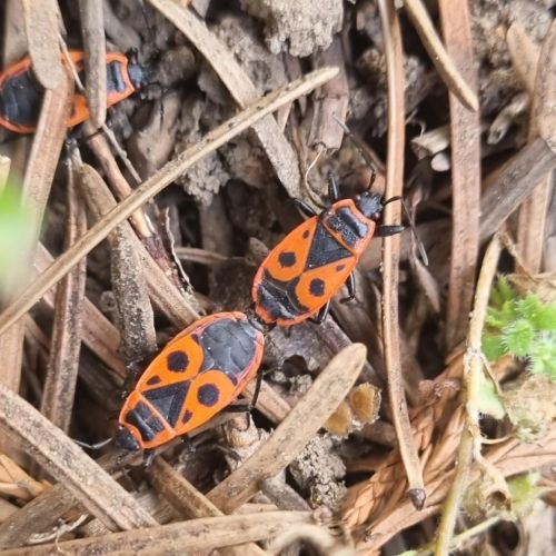 Pyrrhocoris apterus