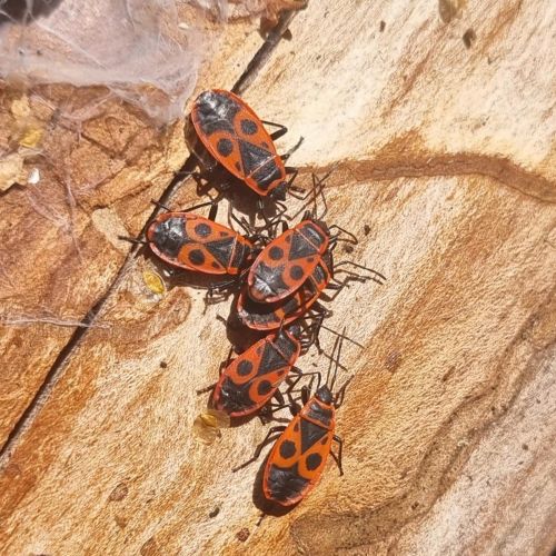 Pyrrhocoris apterus