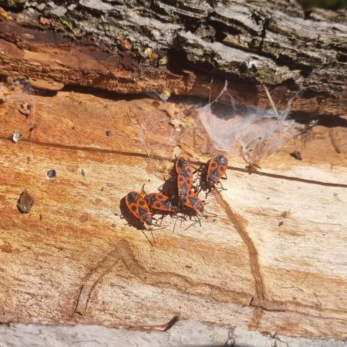 Pyrrhocoris apterus