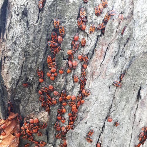 Pyrrhocoris apterus