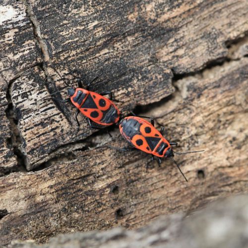 Pyrrhocoris apterus