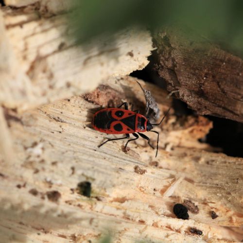 Pyrrhocoris apterus