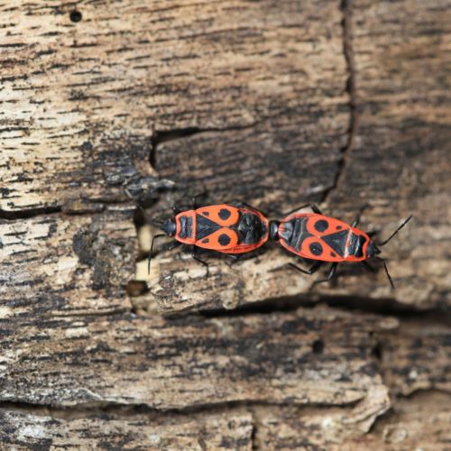 Pyrrhocoris apterus