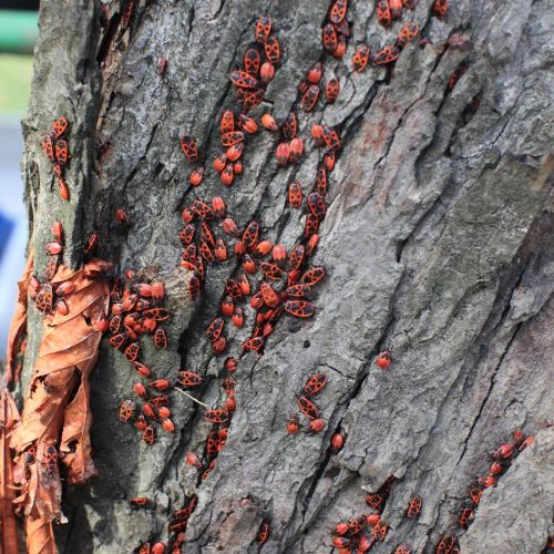 Pyrrhocoris apterus