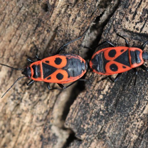 Pyrrhocoris apterus