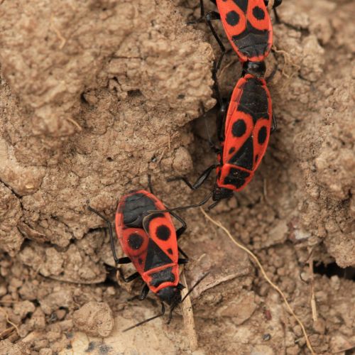 Pyrrhocoris apterus