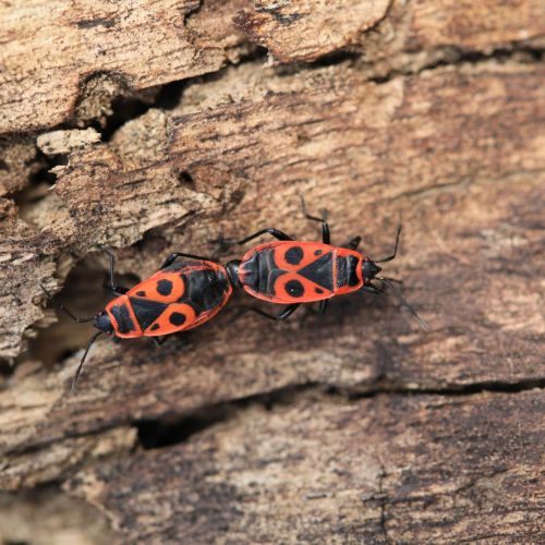 Pyrrhocoris apterus