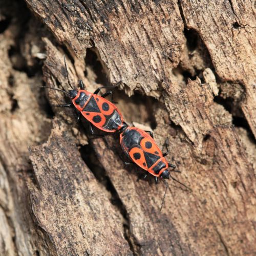 Pyrrhocoris apterus