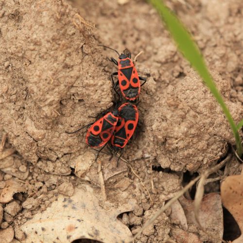 Pyrrhocoris apterus