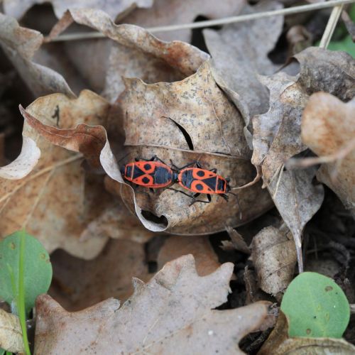 Pyrrhocoris apterus