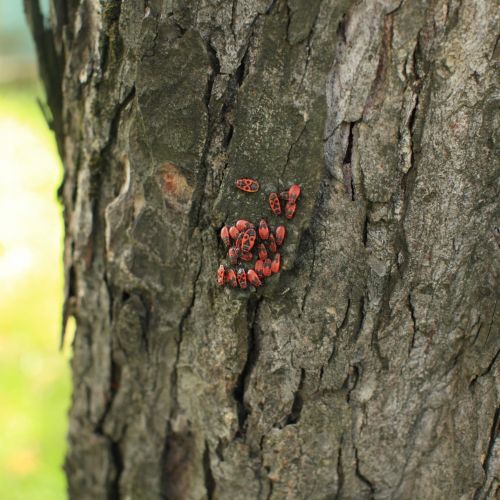 Pyrrhocoris apterus