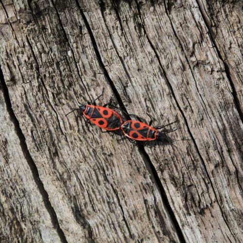 Pyrrhocoris apterus